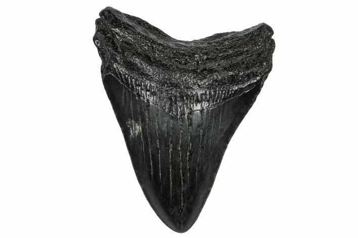 Juvenile Megalodon Tooth - South Carolina #332194